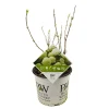 ohgreen Struiken|Ecocheques|Hortensia strong annabelle p19 h45 sterke takken, die rechtop blijven