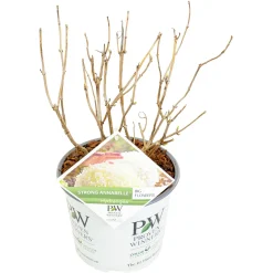 ohgreen Struiken|Ecocheques|Hortensia strong annabelle p19 h45 sterke takken, die rechtop blijven
