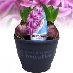 ohgreen Voorjaar|Ecocheques|Hyacinthus orientalis purple