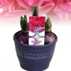 ohgreen Voorjaar|Ecocheques|Hyacinthus orientalis red