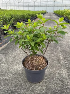 ohgreen Struiken|Ecocheques|Hydrangea paniculata 'Bobo'