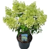 ohgreen Struiken|Ecocheques|Hydrangea paniculata 'Bobo'