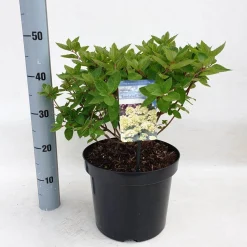 ohgreen Struiken|Ecocheques|Hydrangea paniculata 'Bombshell'