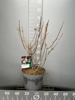 ohgreen Struiken|Ecocheques|Hydrangea paniculata 'Candlelight'