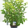 ohgreen Struiken|Ecocheques|Hydrangea paniculata 'Limelight'