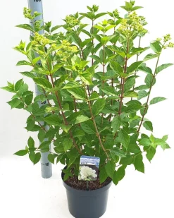 ohgreen Struiken|Ecocheques|Hydrangea paniculata 'Limelight'