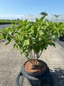 ohgreen Struiken|Ecocheques|Hydrangea paniculata 'Phantom'