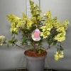 ohgreen Struiken|Ecocheques|Hydrangea paniculata 'Sundae Fraise'