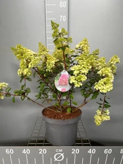 ohgreen Struiken|Ecocheques|Hydrangea paniculata 'Sundae Fraise'