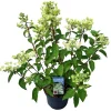ohgreen Struiken|Ecocheques|Hydrangea paniculata 'Wim's Red'