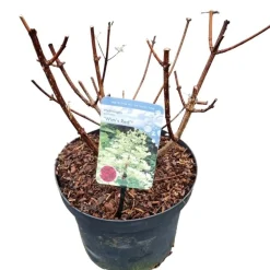 ohgreen Struiken|Ecocheques|Hydrangea paniculata 'Wim's Red'