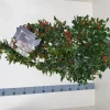 ohgreen Struiken|Ecocheques|Ilex meserveae 'Blue Maid' (hulst)