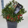 ohgreen Struiken|Ecocheques|Ilex meserveae 'Blue Maid' (hulst)