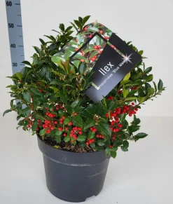 ohgreen Struiken|Ecocheques|Ilex meserveae 'Blue Maid' (hulst)