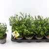 ohgreen Struiken|Ecocheques|Ilex of hulst 'dark green' struik 10-20 cm potmaat 14
