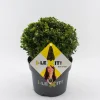 ohgreen Struiken|Ecocheques|Ilex of hulstbol dark green 19cm