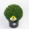 ohgreen Struiken|Ecocheques|Ilex of hulstbol dark green 35cm