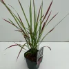 ohgreen Vaste Planten|Ecocheques|Imperata cylindrica Red Baron ( Japans bloedgras )
