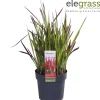 ohgreen Vaste Planten|Ecocheques|Japans bloedgras of imperata c red baron p14 h30