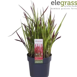 ohgreen Vaste Planten|Ecocheques|Japans bloedgras of imperata c red baron p14 h30
