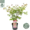 ohgreen Struiken|Ecocheques|Japanse esdoorn "beni-maiko"p19 h50