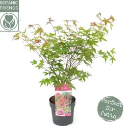 ohgreen Struiken|Ecocheques|Japanse esdoorn "beni-maiko"p19 h50