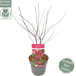 ohgreen Struiken|Ecocheques|Japanse esdoorn "beni-maiko"p19 h50