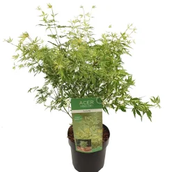 ohgreen Struiken|Ecocheques|Japanse esdoorn butterfly p19 h50