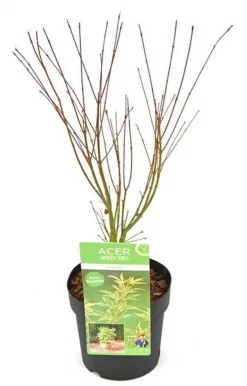 ohgreen Struiken|Ecocheques|Japanse esdoorn butterfly p19 h50