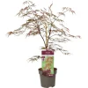 ohgreen Struiken|Ecocheques|Japanse esdoorn garnet p19 h50