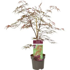 ohgreen Struiken|Ecocheques|Japanse esdoorn garnet p19 h50