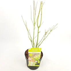 ohgreen Struiken|Ecocheques|Japanse esdoorn going green p19