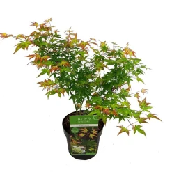 ohgreen Struiken|Ecocheques|Japanse esdoorn little princ p19 h40