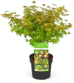 ohgreen Struiken|Ecocheques|Japanse esdoorn little princ p19 h40