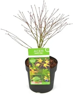 ohgreen Struiken|Ecocheques|Japanse esdoorn little princ p19 h40