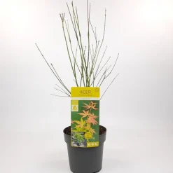 ohgreen Struiken|Ecocheques|Japanse esdoorn orange dream p19 h50