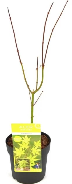 ohgreen Struiken|Ecocheques|Japanse esdoorn summer gold p19 h55