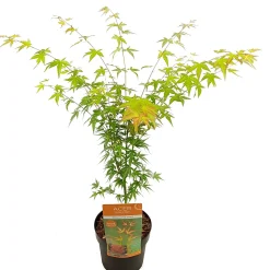 ohgreen Struiken|Ecocheques|Japanse esdoorn wilsons p19 h55