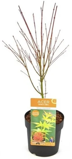 ohgreen Struiken|Ecocheques|Japanse esdoorn wilsons p19 h55