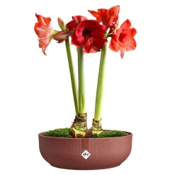 ohgreen Ecocheques|Potten En Vazen|Jazz bowl