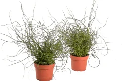 ohgreen Groene Planten|Ecocheques|Juncus effusus ( Dwergrus )