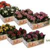 ohgreen Ecocheques|Voorjaar|Kalanchoë Gardenlina 6-pack