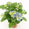 ohgreen Bloeiende Planten|Ecocheques|Kamerhortensia