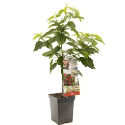 ohgreen Fruitbomen|Ecocheques|Kers patioboompje prunus avium stella