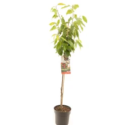 ohgreen Fruitbomen|Ecocheques|Kers prunus avium stella halfstam