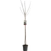 ohgreen Fruitbomen|Ecocheques|Kers prunus avium sunburst hoogstam