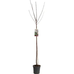 ohgreen Fruitbomen|Ecocheques|Kers prunus avium sunburst hoogstam