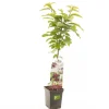 ohgreen Fruitbomen|Ecocheques|Kers prunus avium sylvia zuilvorm