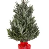 ohgreen Kerstbomen|Kerstboom Abies Fraseri in pot