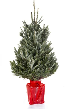 ohgreen Kerstbomen|Kerstboom Abies Fraseri in pot